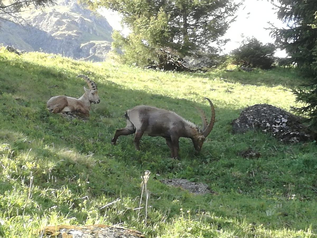 Le Cocon Du Catogne Proche Martigny Verbier - Netflix - Valettes Bagian luar foto